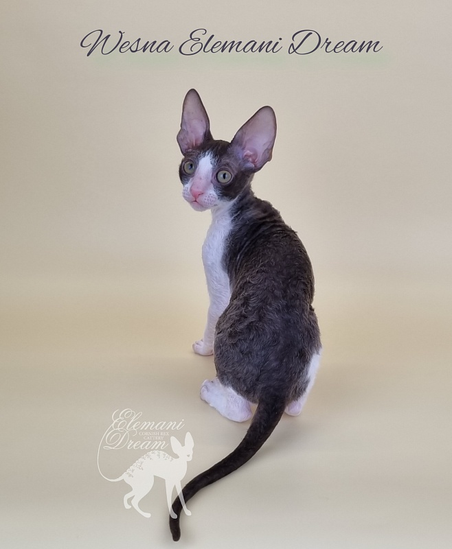 Wesna Elemani Dream - Kitten cornish rex 2.5 months