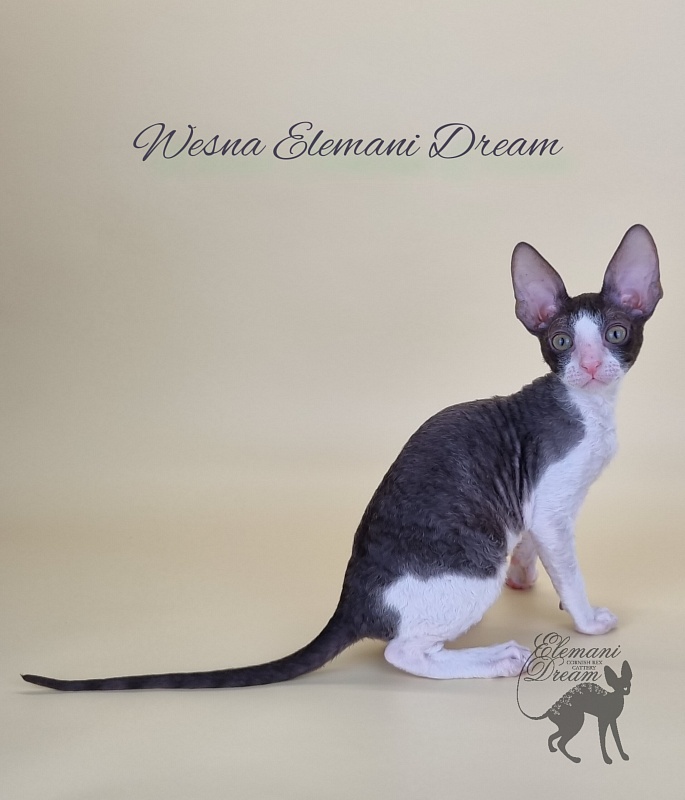 Wesna Elemani Dream - Kitten cornish rex 2.5 months
