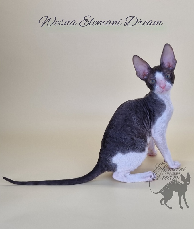Wesna Elemani Dream - Kitten cornish rex 2.5 months