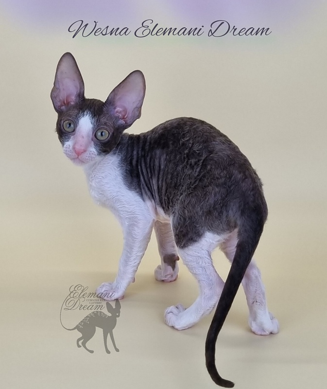 Wesna Elemani Dream - Kitten cornish rex 2.5 months