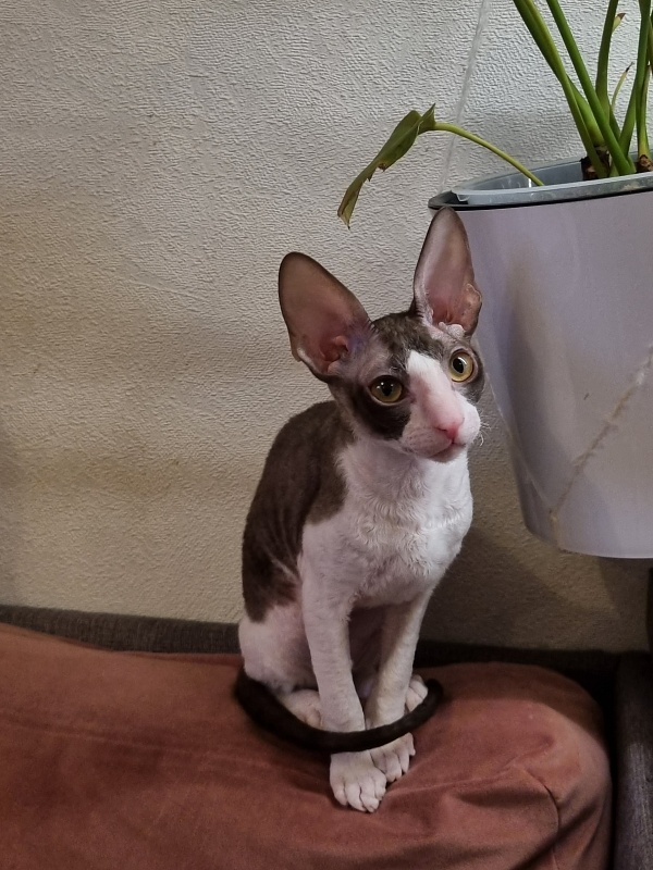 Wesna Elemani Dream - Kitten cornish rex 3 months 3.5 weeks