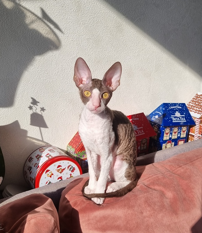 Wesna Elemani Dream - Kitten cornish rex 3 months 3.5 weeks