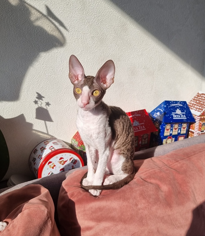 Wesna Elemani Dream - Kitten cornish rex 3 months 3.5 weeks