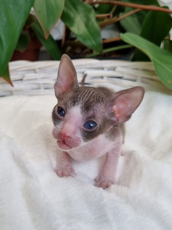 Wesna Elemani Dream - Kitten cornish rex 3 weeks