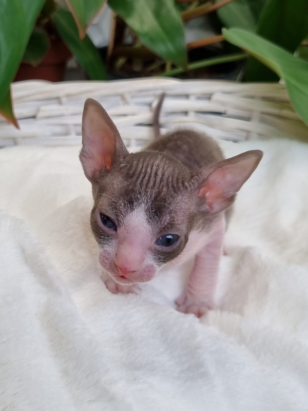 Wesna Elemani Dream - Kitten cornish rex 3 weeks