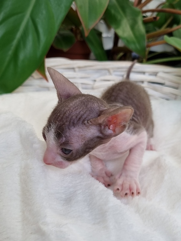 Wesna Elemani Dream - Kitten cornish rex 3 weeks