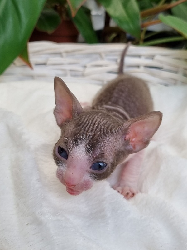 Wesna Elemani Dream - Kitten cornish rex 3 weeks