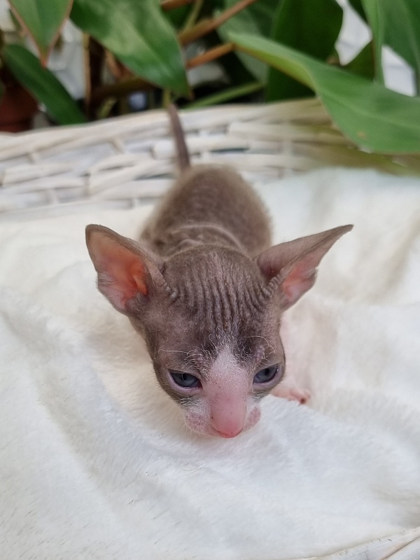 Wesna Elemani Dream - Kitten cornish rex 3 weeks