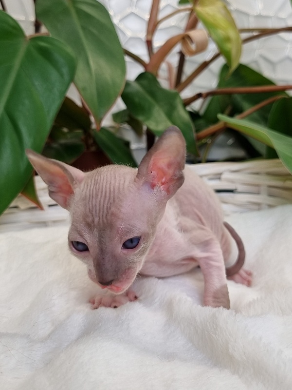 Werba Elemani Dream - Kitten cornish rex 3 weeks