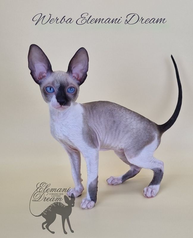 Werba Elemani Dream - Kitten cornish rex 2.5 months