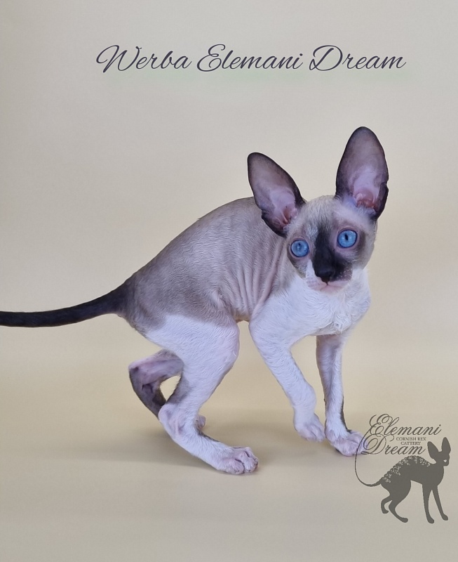 Werba Elemani Dream - Kitten cornish rex 2.5 months