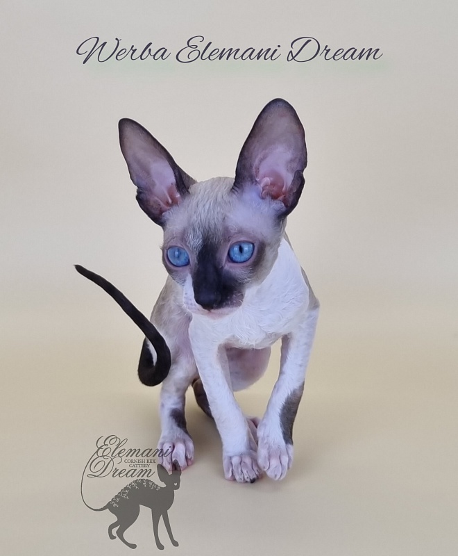 Werba Elemani Dream - Kitten cornish rex 2.5 months