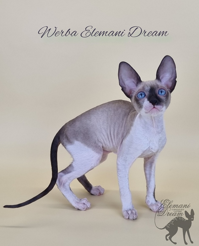 Werba Elemani Dream - Kitten cornish rex 2.5 months