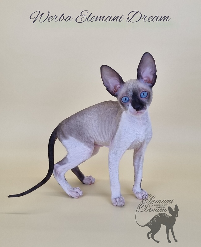 Werba Elemani Dream - Kitten cornish rex 2.5 months