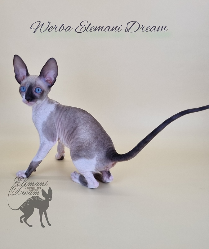 Werba Elemani Dream - Kitten cornish rex 2.5 months