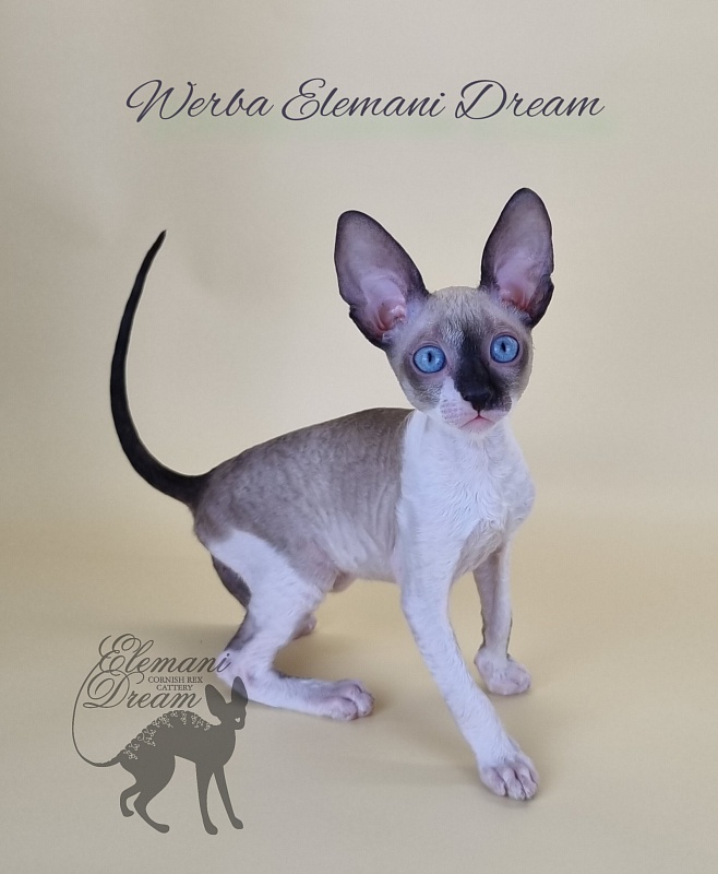 Werba Elemani Dream - Kitten cornish rex 2.5 months