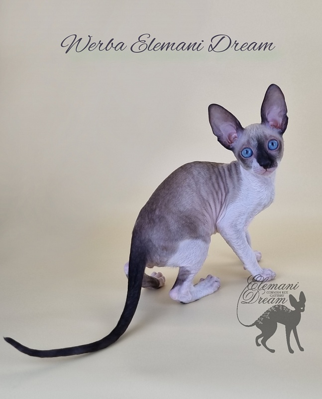 Werba Elemani Dream - Kitten cornish rex 2.5 months
