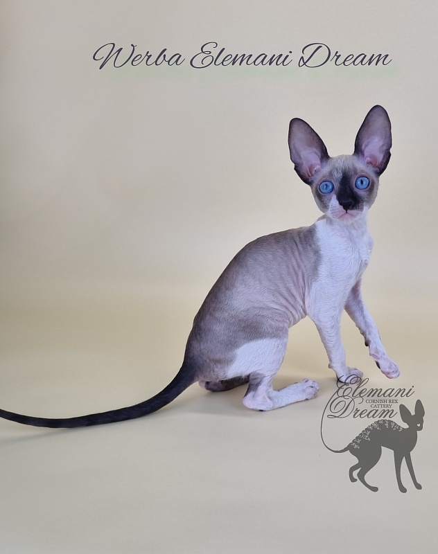 Werba Elemani Dream - Kitten cornish rex 2.5 months