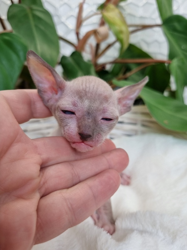 Werba Elemani Dream - Kitten cornish rex 3 weeks