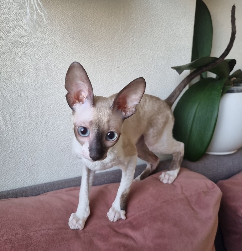 Werba Elemani Dream - Kitten cornish rex 3 months 3 weeks