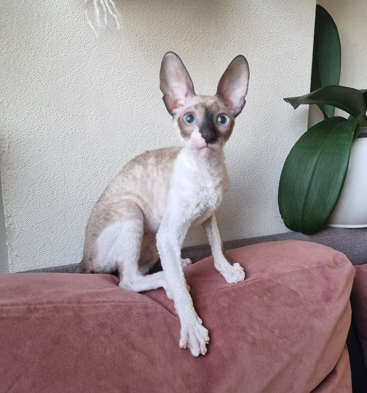 Werba Elemani Dream - Kitten cornish rex 3 months 3 weeks