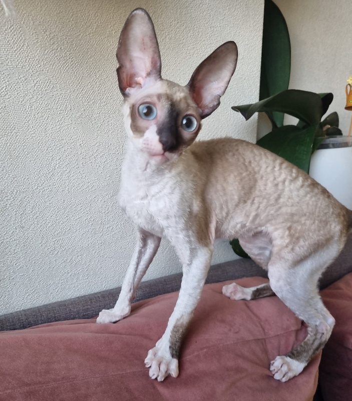 Werba Elemani Dream - Kitten cornish rex 3 months 3 weeks
