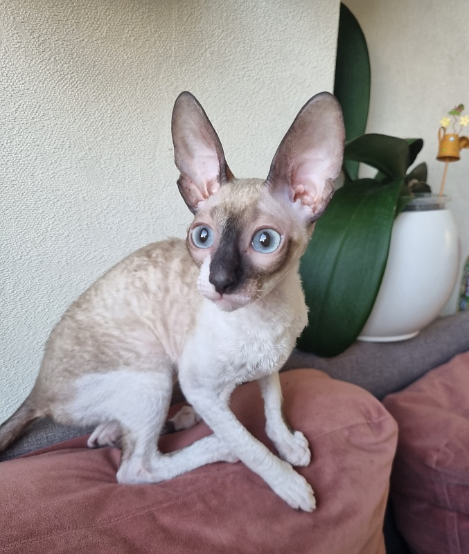 Werba Elemani Dream - Kitten cornish rex 3 months 3 weeks
