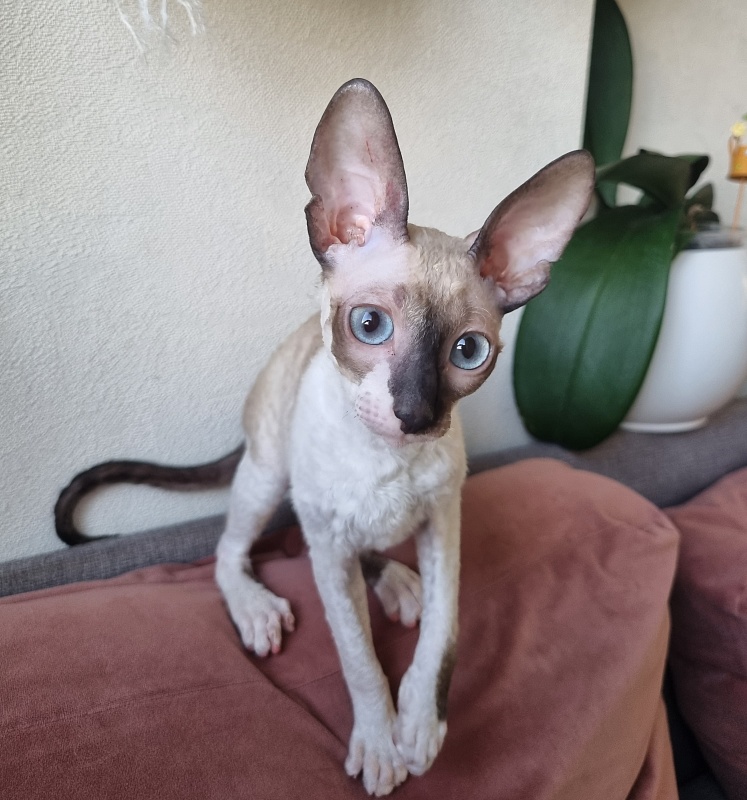 Werba Elemani Dream - Kitten cornish rex 3 months 3 weeks