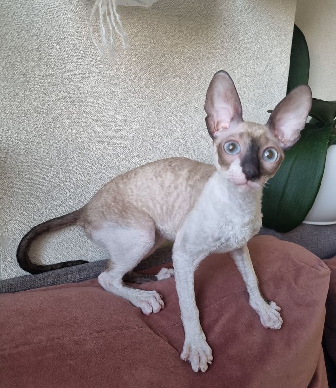 Werba Elemani Dream - Kitten cornish rex 3 months 3 weeks