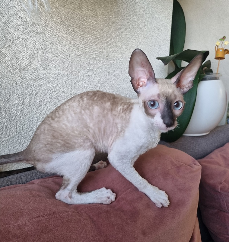 Werba Elemani Dream - Kitten cornish rex 3 months 3 weeks