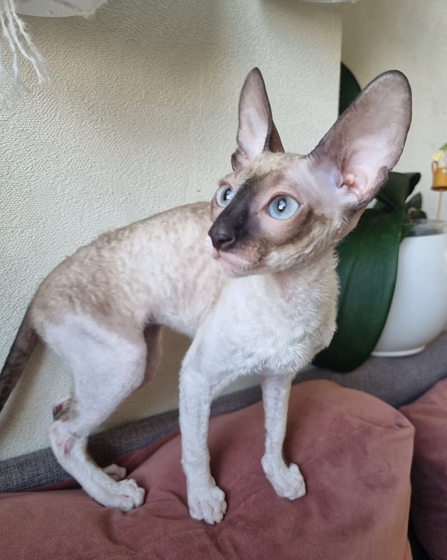 Werba Elemani Dream - Kitten cornish rex 3 months 3 weeks