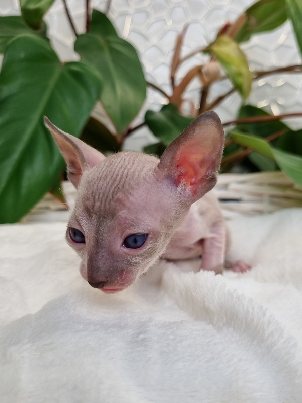 Werba Elemani Dream - Kitten cornish rex 3 weeks