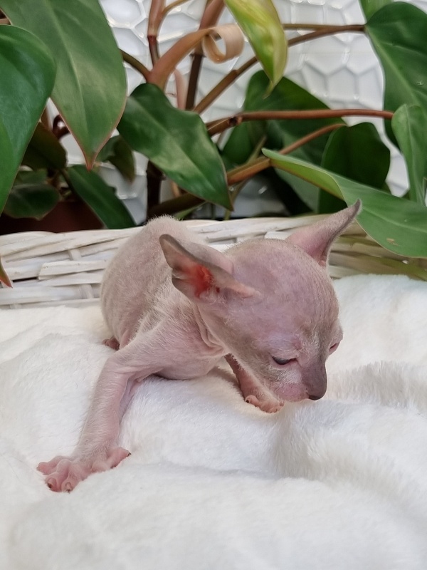 Werba Elemani Dream - Kitten cornish rex 3 weeks