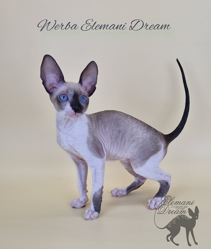 Werba Elemani Dream - Kitten cornish rex 2.5 months