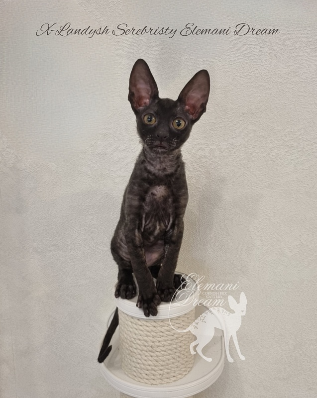 X-Landysh Serebristy Elemani Dream - Kitten cornish rex 2 months 3 weeks