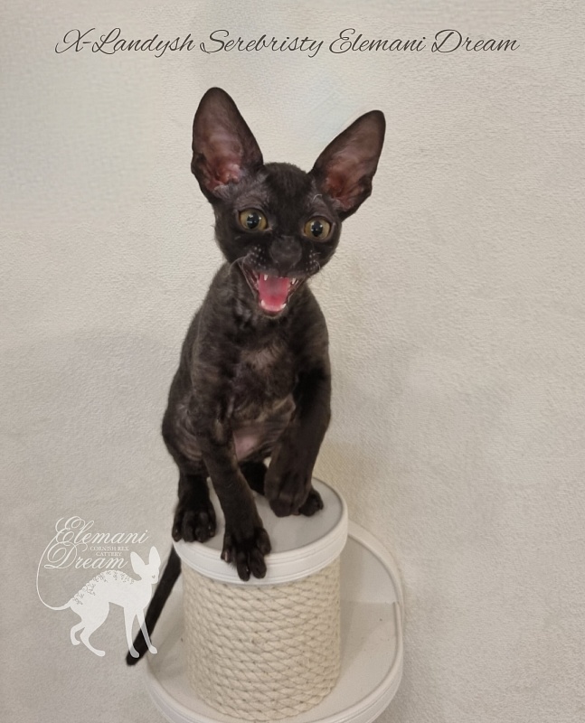 X-Landysh Serebristy Elemani Dream - Kitten cornish rex 2 months 3 weeks
