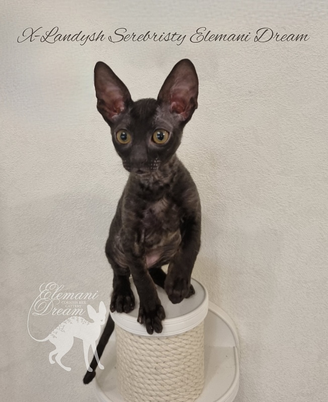 X-Landysh Serebristy Elemani Dream - Kitten cornish rex 2 months 3 weeks