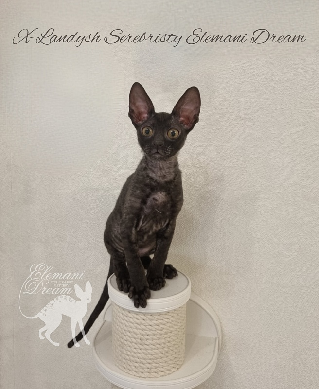 X-Landysh Serebristy Elemani Dream - Kitten cornish rex 2 months 3 weeks