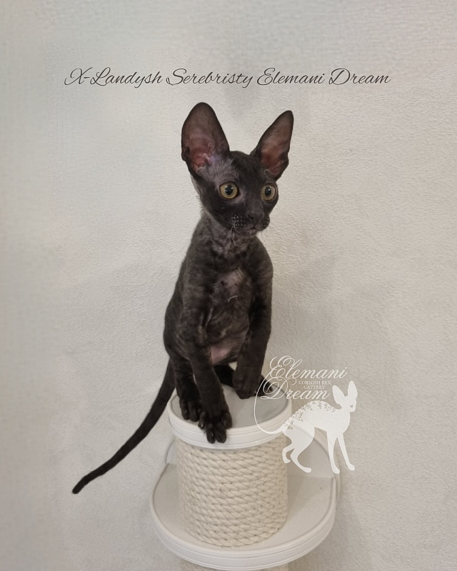 X-Landysh Serebristy Elemani Dream - Kitten cornish rex 2 months 3 weeks