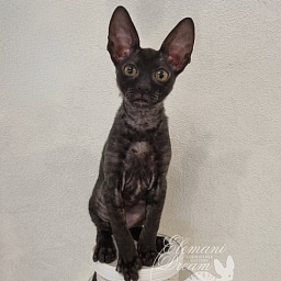 X-Landysh Serebristy Elemani Dream