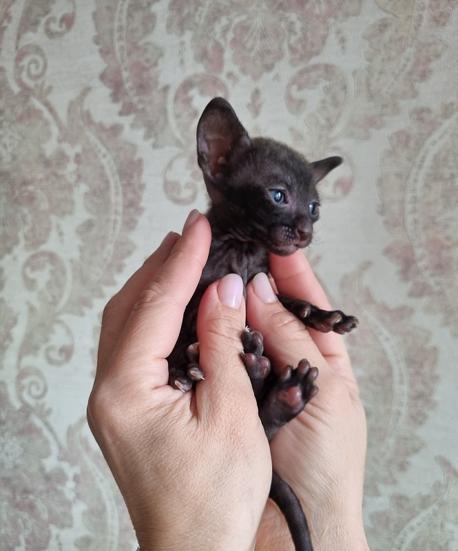 X-Belaja Siren Elemani Dream - Kitten cornish rex 3 weeks