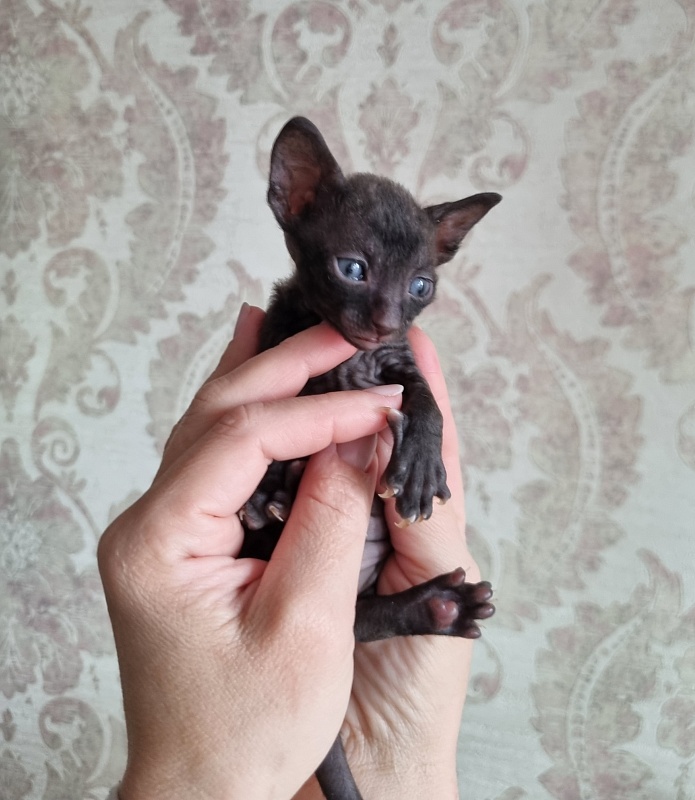 X-Belaja Siren Elemani Dream - Kitten cornish rex 3 weeks