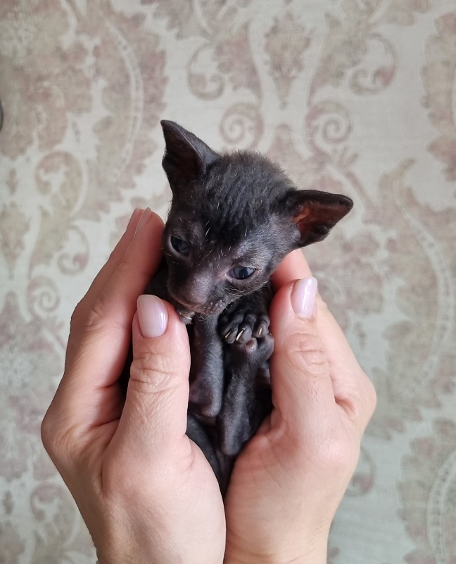 X-Belaja Siren Elemani Dream - Kitten cornish rex 3 weeks