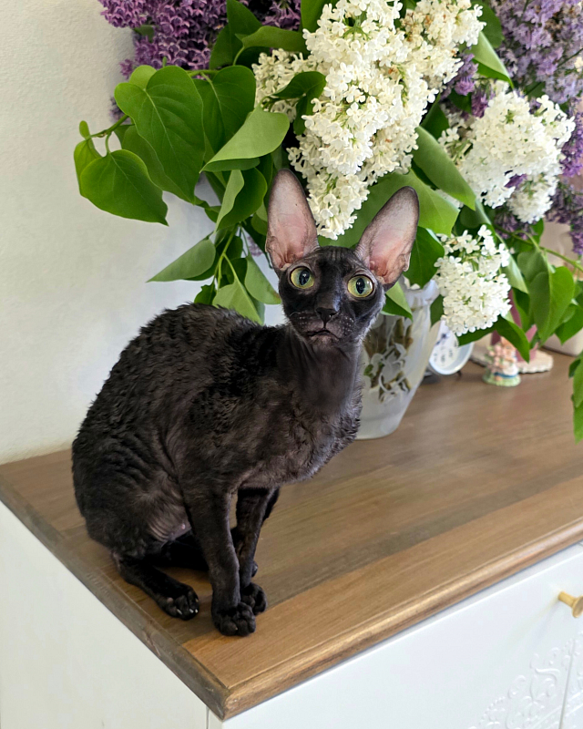 X-Belaja Siren Elemani Dream - Adult cornish rex 2 years 1 month