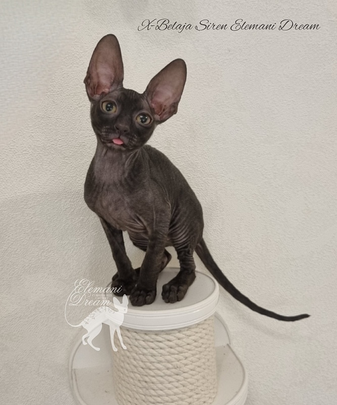 X-Belaja Siren Elemani Dream - Kitten cornish rex 2 months 3 weeks