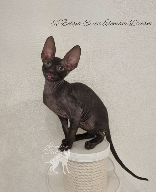 X-Belaja Siren Elemani Dream - Kitten cornish rex 2 months 3 weeks