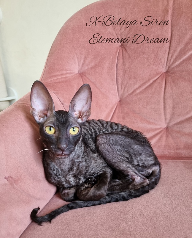 X-Belaja Siren Elemani Dream - Kitten cornish rex 5 months 3.5 weeks