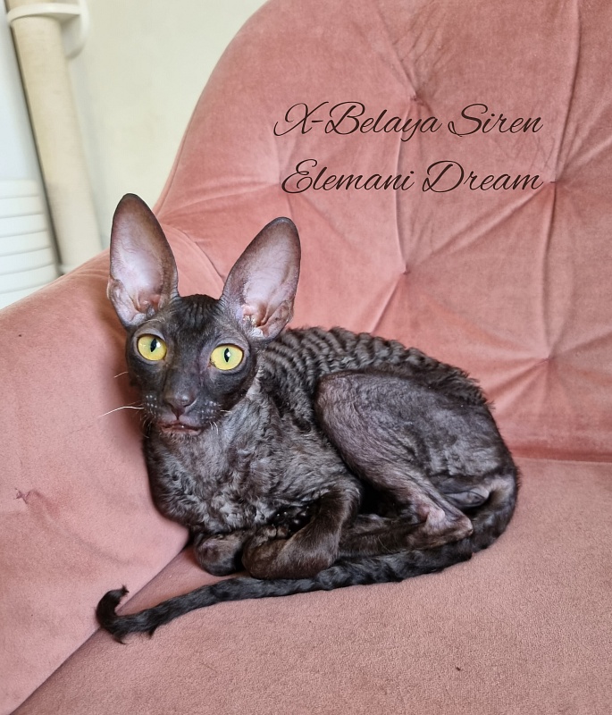 X-Belaja Siren Elemani Dream - Kitten cornish rex 5 months 3.5 weeks