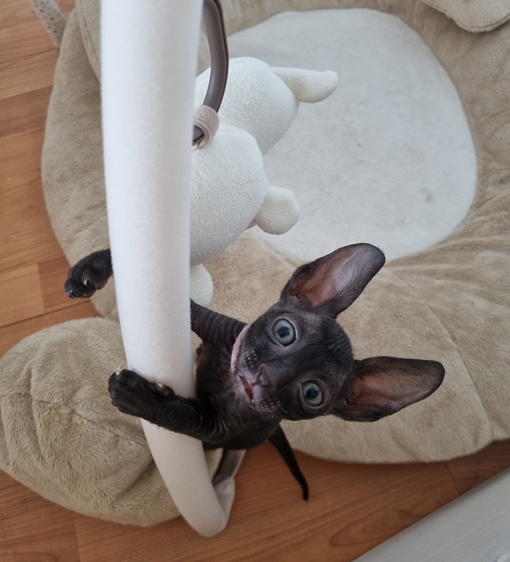 X-Belaja Siren Elemani Dream - Kitten cornish rex 1 month 1 week