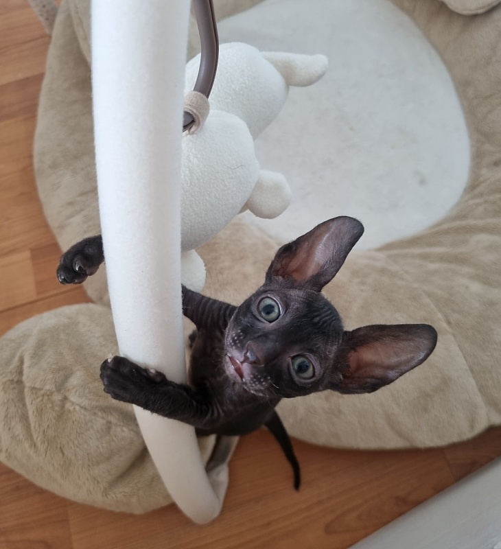 X-Belaja Siren Elemani Dream - Kitten cornish rex 1 month 1 week